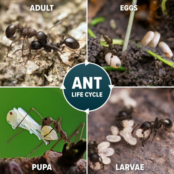 NOPE! Ant Killer Bait Powder 500g for Indoors and Outdoors | Targeted Ant Nest Killer for Mess-Free Elimination | Micro-Encapsulated Delayed-Action Blue Bait Targets Every Stage of Ant Lifecycle