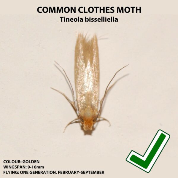 Entopest Monitoring Moth Traps | 10 Refill Pads & 5 Reusable Hangers | Clothes Moth Detection | Sticky Monitoring Pads for Wardrobes | Pheromone-Based Monitoring Only