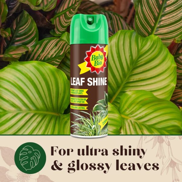 Baby Bio 84899143 Leaf Shine, 200ml - Ready To Use Houseplant Care - Aerosol Spray for a Natural Long Lasting and Healthy Shine - Removes Dust from Plant Leaves - Prevents Yellowing