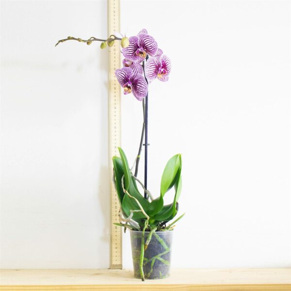 Easy Plants 3 Phalaenopsis Blume Moth Orchid Pink White Purple Yellow Colour Indoor Flower Plant in 12cm Pot