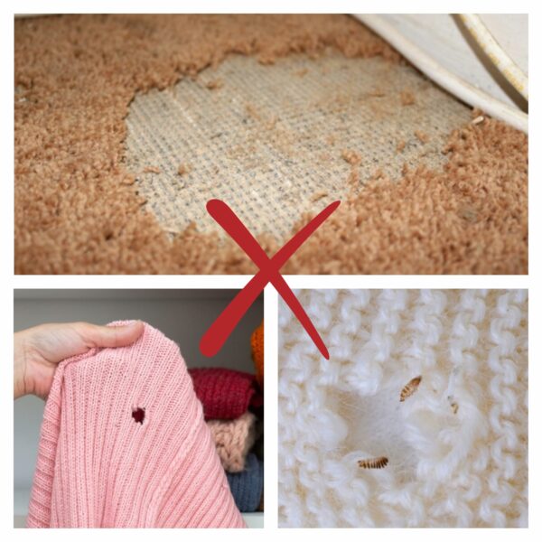 CARPET AND CLOTHES MOTH TRAPS. 7 Pack of Pesticide Free, Sticky Pheromone Traps That Attract, Catch and Kill Carpet and Clothes Moths and Monitor Activity.