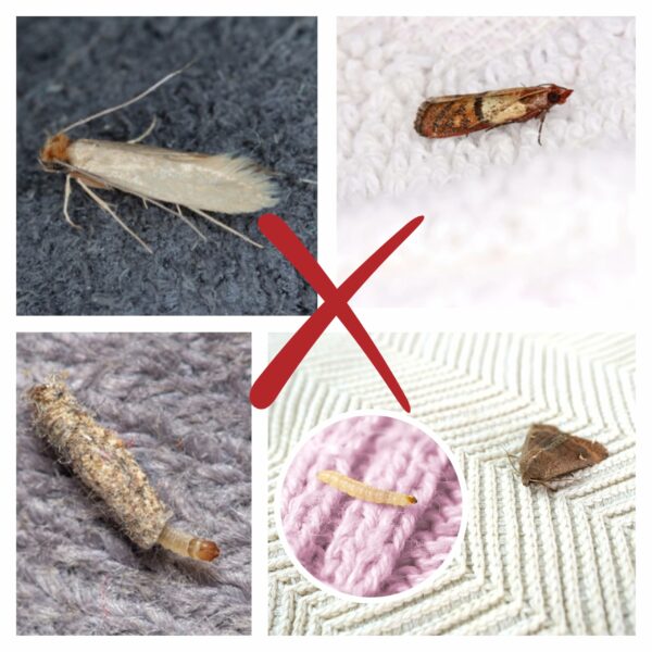 CARPET AND CLOTHES MOTH TRAPS. 7 Pack of Pesticide Free, Sticky Pheromone Traps That Attract, Catch and Kill Carpet and Clothes Moths and Monitor Activity.