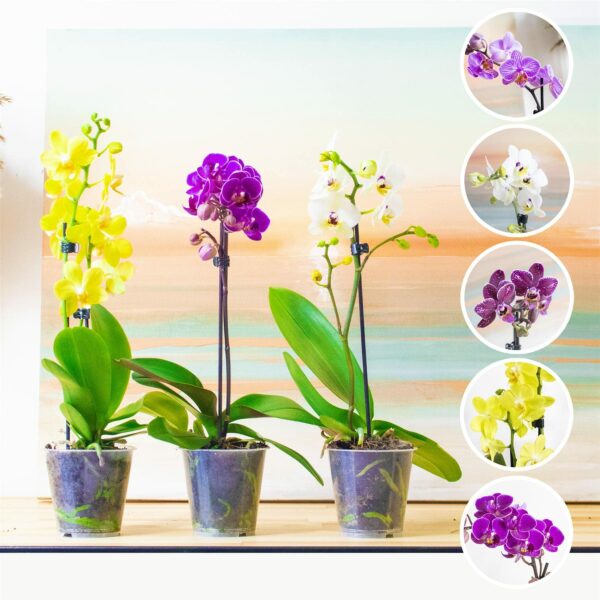 Easy Plants 3 Phalaenopsis Blume Moth Orchid Pink White Purple Yellow Colour Indoor Flower Plant in 12cm Pot