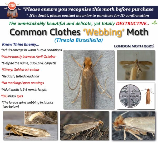 LONDON MOTH KILLER 10 (TEN) Premium Sticky Pheromone Moth Traps for the Common Clothes Moth and Similar Variants, for Wardrobes, Clothes and Carpets. inc. eBook