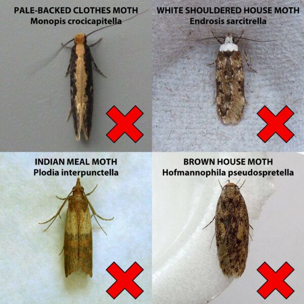 Entopest Monitoring Moth Traps | 10 Refill Pads & 5 Reusable Hangers | Clothes Moth Detection | Sticky Monitoring Pads for Wardrobes | Pheromone-Based Monitoring Only