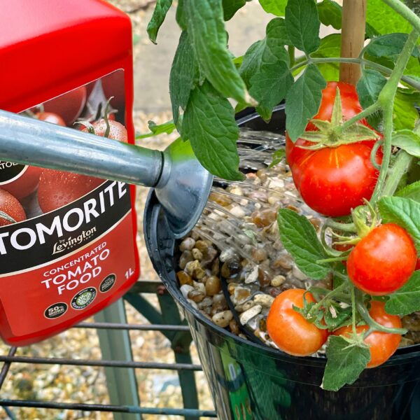 Levington Tomorite Liquid Tomato Food, Concentrate, 1L, Red