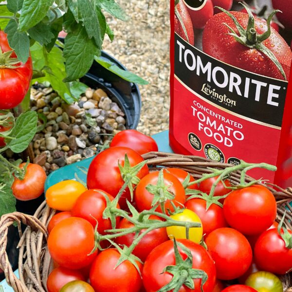 Levington Tomorite Liquid Tomato Food, Concentrate, 1L, Red